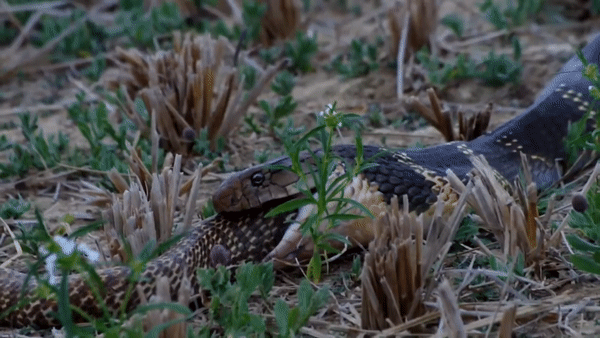 Con rắn hổ mang chúa nuốt gọn đồng loại. Ảnh: King Cobra Conservancy.
