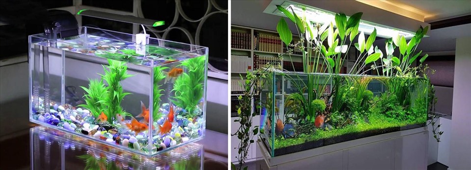 Nhìn vào bể cá cảnh giúp bạn cải thiện sự tập trung. (Đồ họa: Kim Nhung)