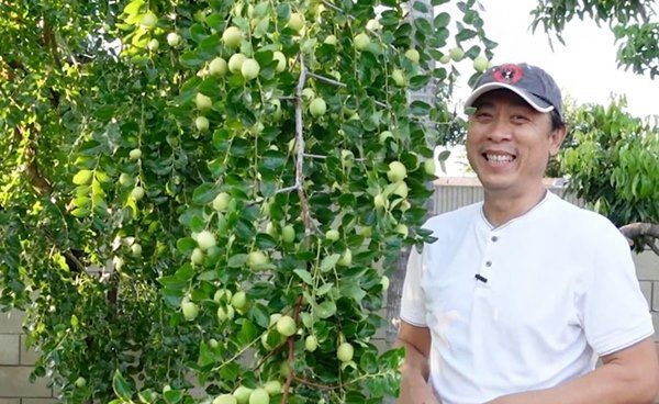 Cây táo sai trĩu quả. Ảnh: NSCC