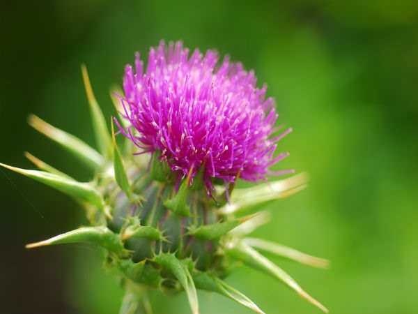 aa