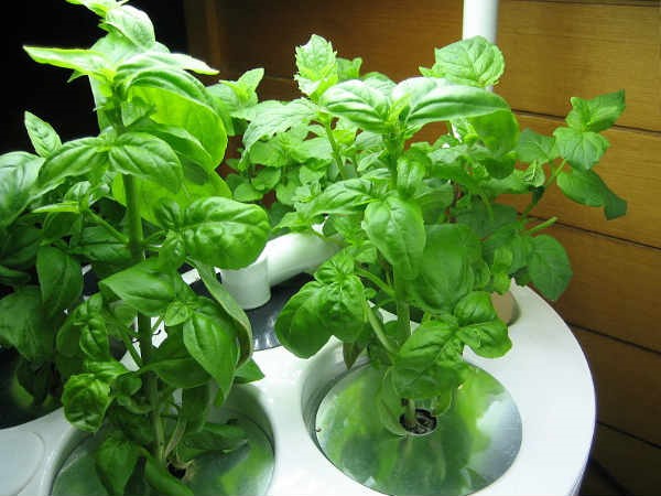 aa