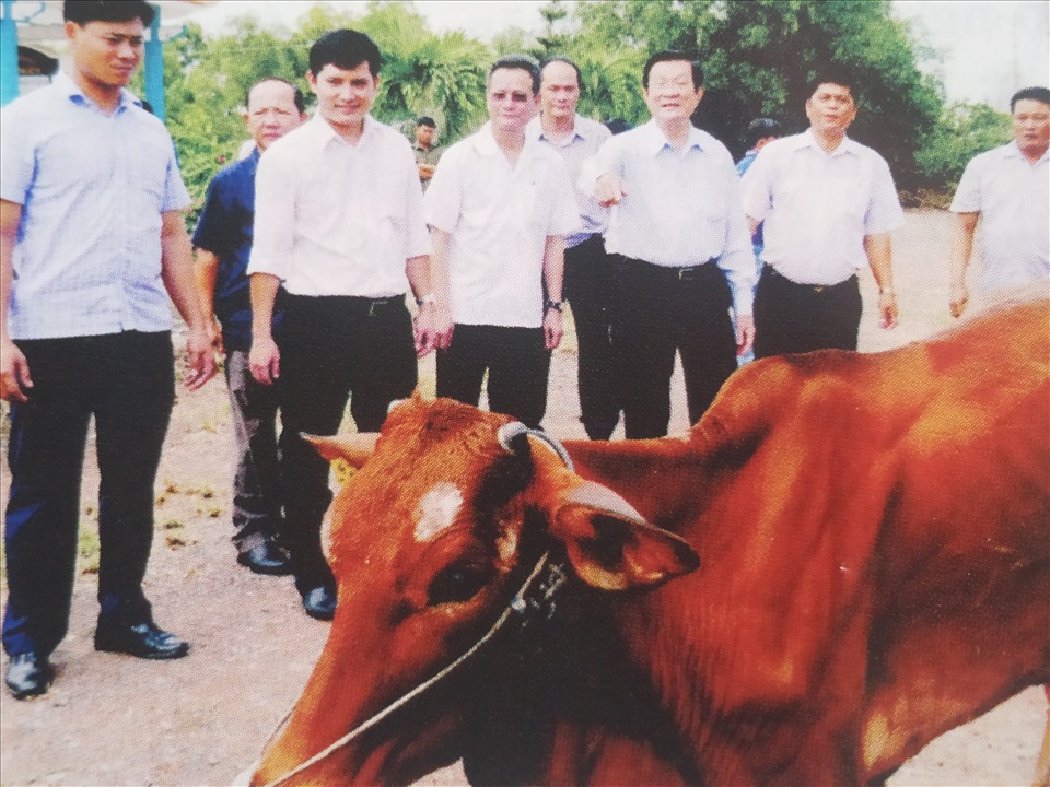 Bò giống giúp hàng ngàn hộ dân vùng Đồng Tháp Mười thoát nghèo. Ảnh: K.Q