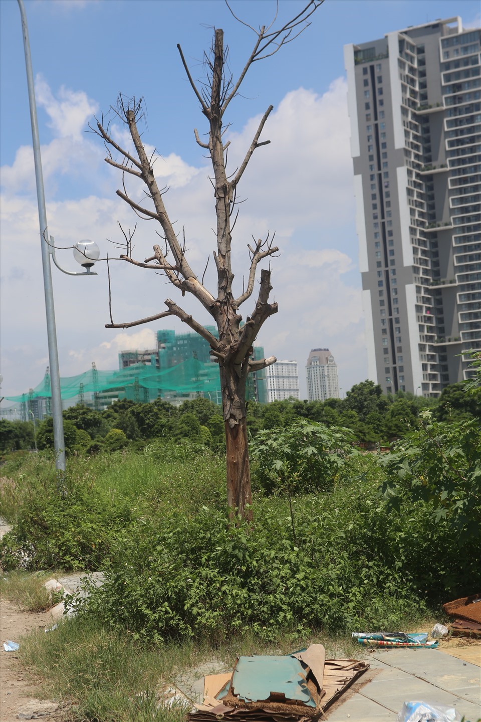 Rác thải bủa vây quanh cấy sấu chết còn sót lại. Ảnh: Huyền Chang
