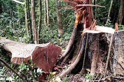 Gia Lai: Phá rừng gỗ chò, gỗ dổi quý ở Kông Chro