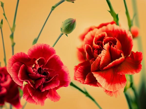 Hoa cẩm chướng Loại hoa có hương vị ngọt ngào này có thể được sử dụng để làm kẹo, bánh và thậm chí cả rượu vang. Cánh hoa tạo thêm màu sắc cho món salad và tạo ra mùi thơm nhẹ như đinh hương hoặc nhục đậu khấu. Ảnh Boldsky