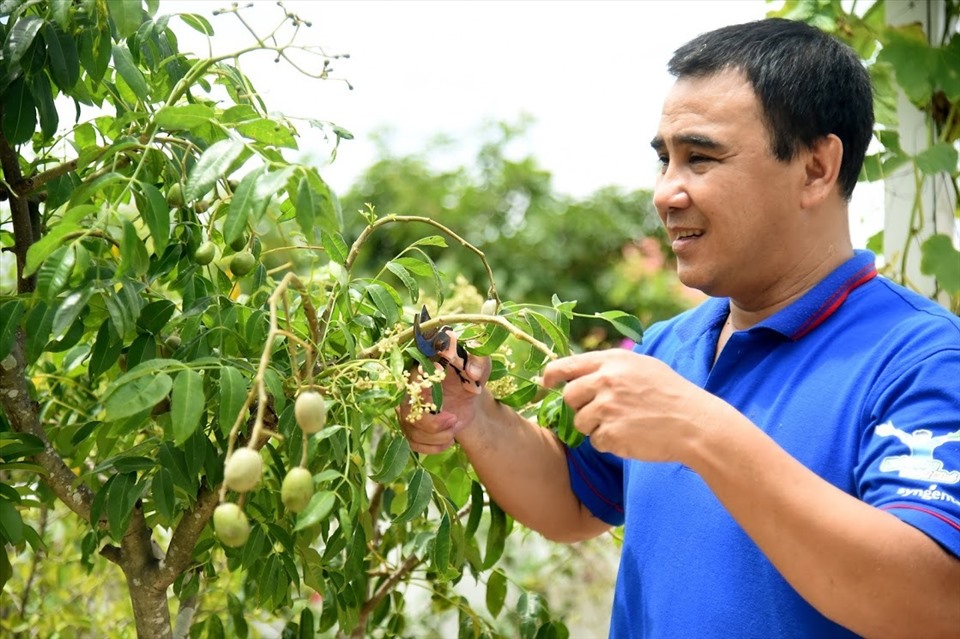Những cây ăn trái nhà MC Quyền Linh đều không thuốc trừ sâu nên rất an toàn cho cả nhà. Ảnh: Đắc Long
