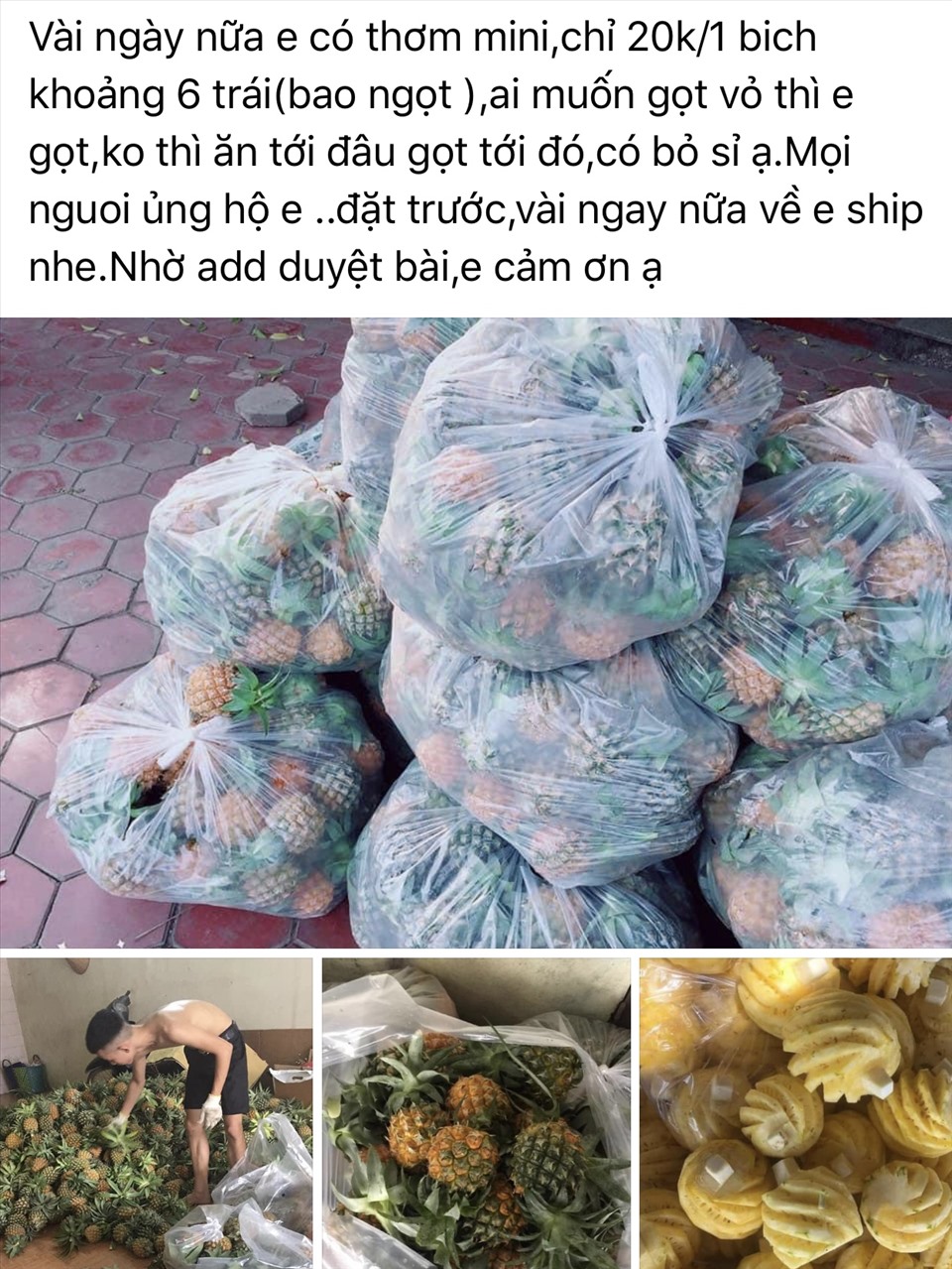 Thơm mini được rao bán trên các trang mạng xã hội. Ảnh: Ngọc Lê