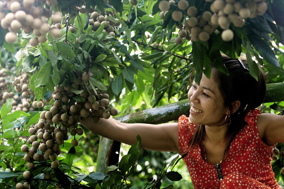 Một góc vườn nhãn mùa thu hoạch.