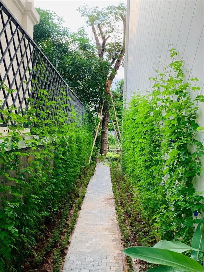 Sân vườn. Ảnh: NSCC