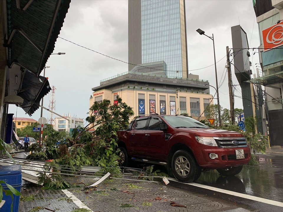 Broken green trees in the car.