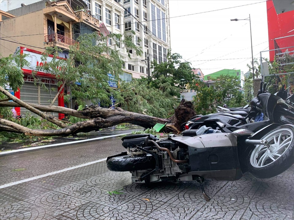 Broken green trees hit many motorcycles.