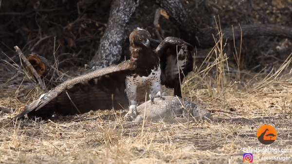 Thằn lằn dưới móng vuốt của loài đại bàng lớn nhất Châu Phi. Ảnh: Kruger Sightings