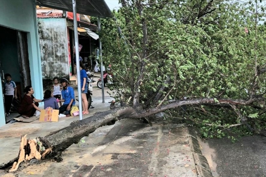 Bão số 5 khiến một cây xanh trên địa bàn TP. Đồng Hới gãy đổ làm 1 người bị thương. Ảnh: LPL