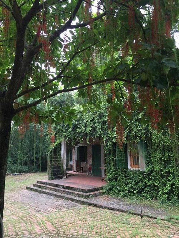 Nhà vườn của nghệ sĩ Chiều Xuân. Ảnh: NSCC