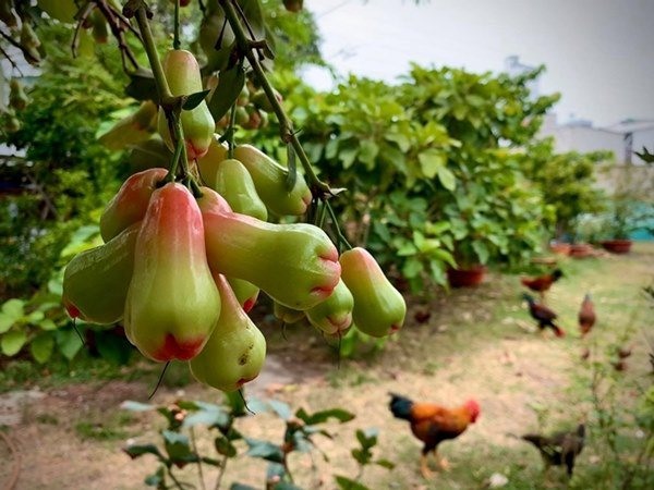 Những loại cây ăn quả. Ảnh: NSCC