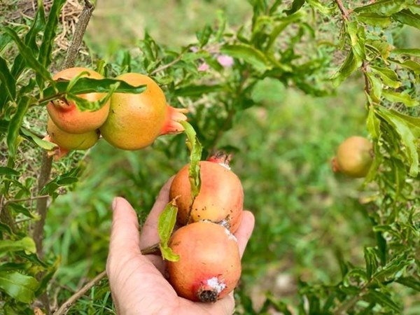 Những loại cây ăn quả. Ảnh: NSCC