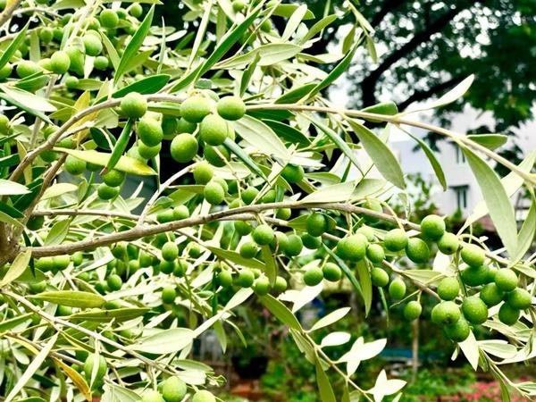 Các loại cây độc đáo. Ảnh: NSCC
