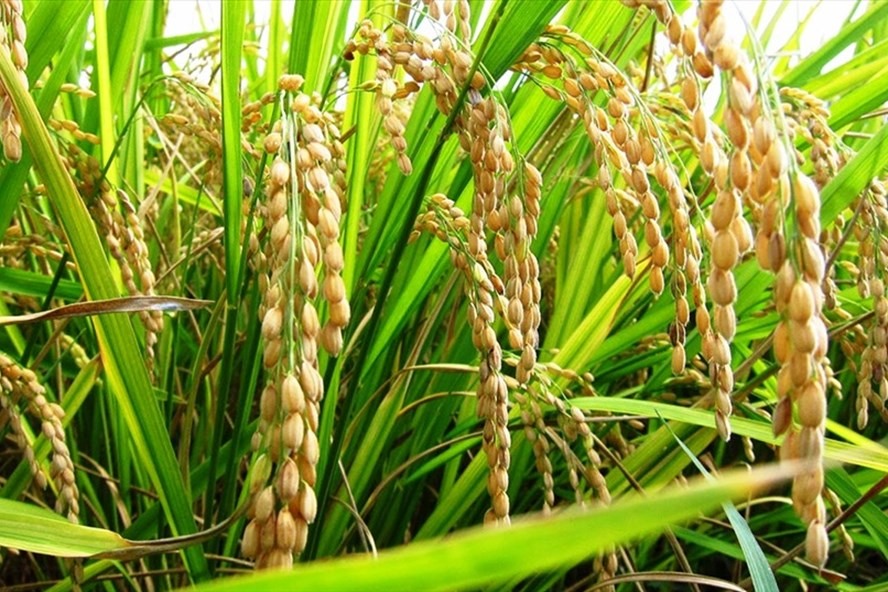 Giá gạo phẩm cấp cao của Việt Nam lên tới 1.500USD/tấn. Ảnh: Hưng Cúc