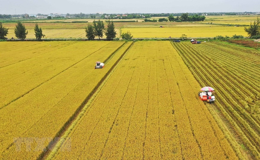 Cánh đồng mẫu lớn tại Thừa Thiên Huế vụ Hè - Thu năm 2019.