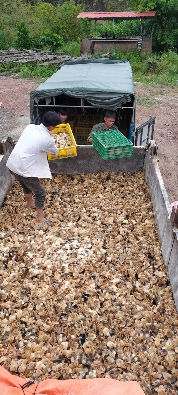 Cận cảnh thùng xe chở 12.000 con giống gia cầm nhập lậu. Ảnh: QLTT