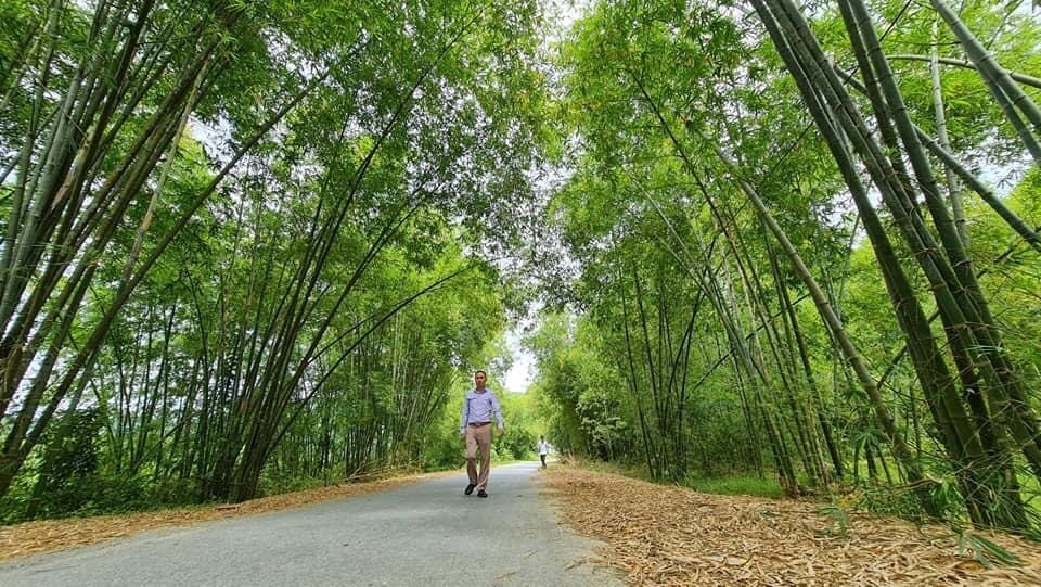 Nguồn tài nguyên tre, trúc, mét vô tận ở Con Cuông. Ảnh: Đăng Việt