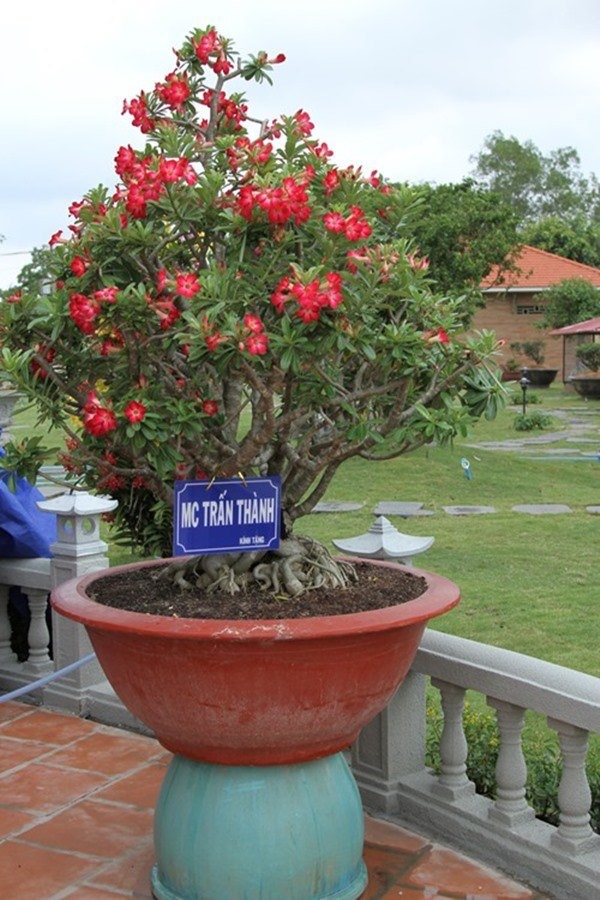 Hoa sứ