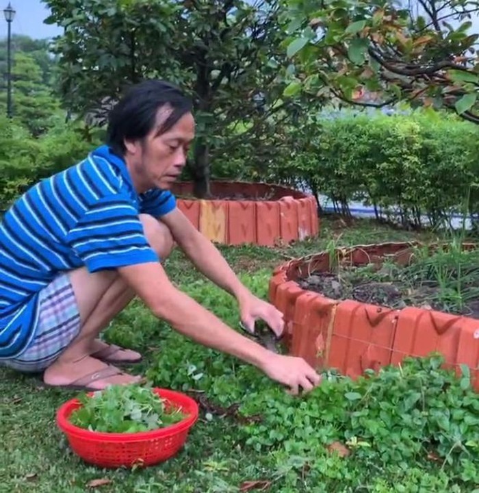 NSƯT Hoài Linh thu hoạch rau càng cua.