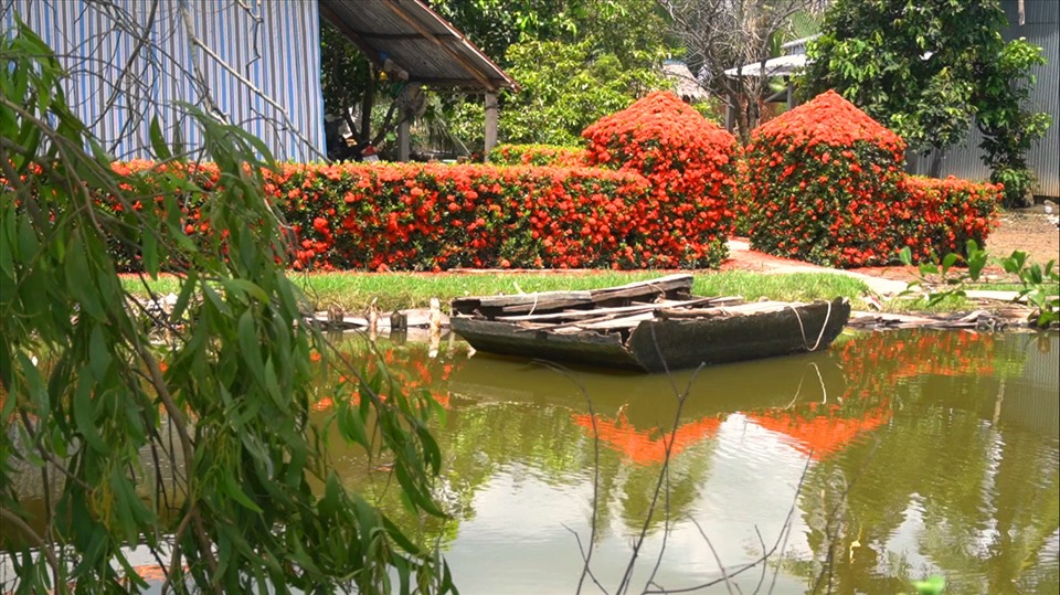 Vùng Miệt thứ An Minh vốn nổi tiếng với những cánh rừng tràm bạt ngàn., nhưng ngôi nhà có cổng và hàng rào bằng hoa này lại thu hút mọi ánh nhìn của bất kỳ ai có dịp ngang qua.