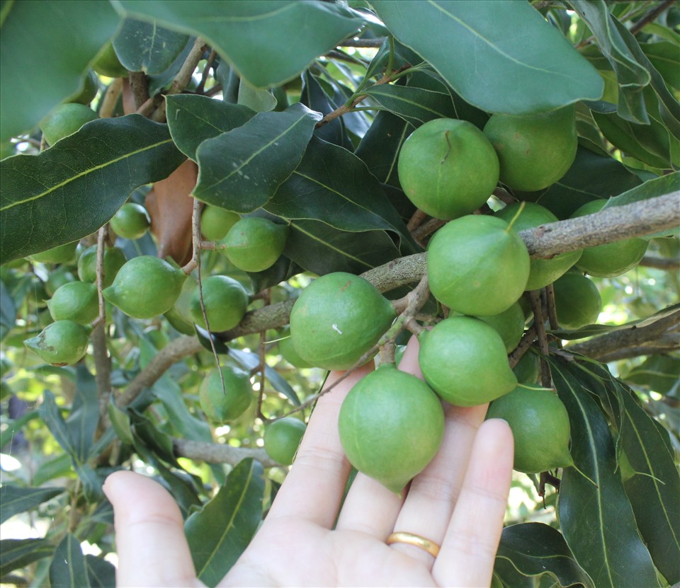 Mắc ca được đánh giá là “cây tỉ đô” có thể giúp bà con nông dân xóa đói giảm nghèo. Ảnh minh họa.