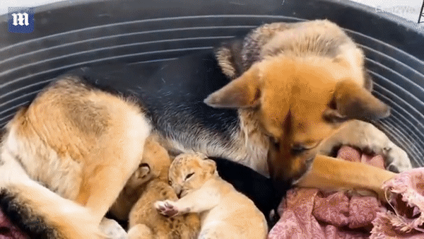 Chó săn cừu Đức Sandra đã quyết định kết nạp hai con sư tử Châu Phi con vào gia đình của mình và chăm sóc chúng như con. Ảnh: Daily Mail