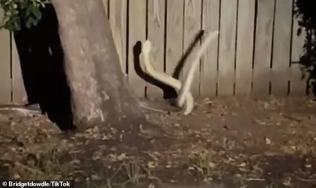 Hai con trăn đực quyết chiến giành bạn tình. Ảnh: Daily Mail