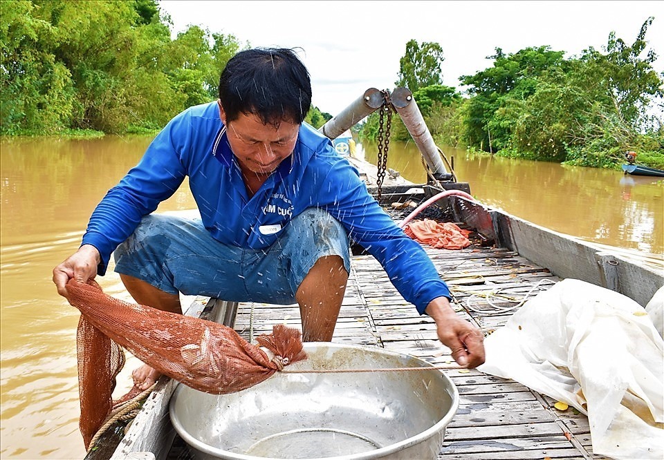 Mực nước năm nay thấp hơn khoảng 1m so với năm 2019. Nước không lên nổi những cánh đồng, nguồn lợi thủy sản khan hiếm, cảnh “đại công trường” đánh bắt thủy sản mùa lũ thường thấy trên cánh đồng ven kênh 13 (xã Phú Hội, huyện An Phú) này cũng không còn.