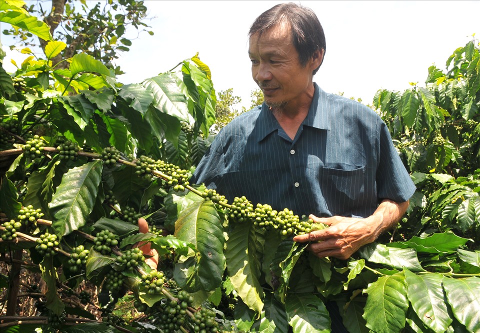 Nhiều năm qua, ông Hoàng Châu Hồng đã sản xuất 4 ha cà phê của gia đình theo hướng hữu cơ, đảm bảo tiêu chuẩn quốc tế. ẢNH: BẢO LÂM