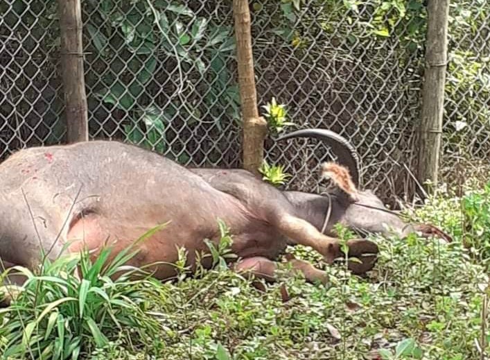 Trâu “điên” sau đó đã bị Cảnh sát Cơ động dùng súng bắn hạ