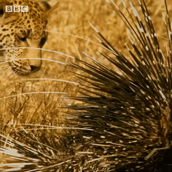 Báo hoa săn nhím khổng lồ. Ảnh: BBC Earth