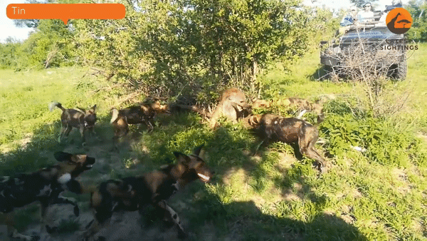 Một con linh cẩu bị cả đàn chó hoang hung hãn tấn công. Ảnh: Kruger Sightings