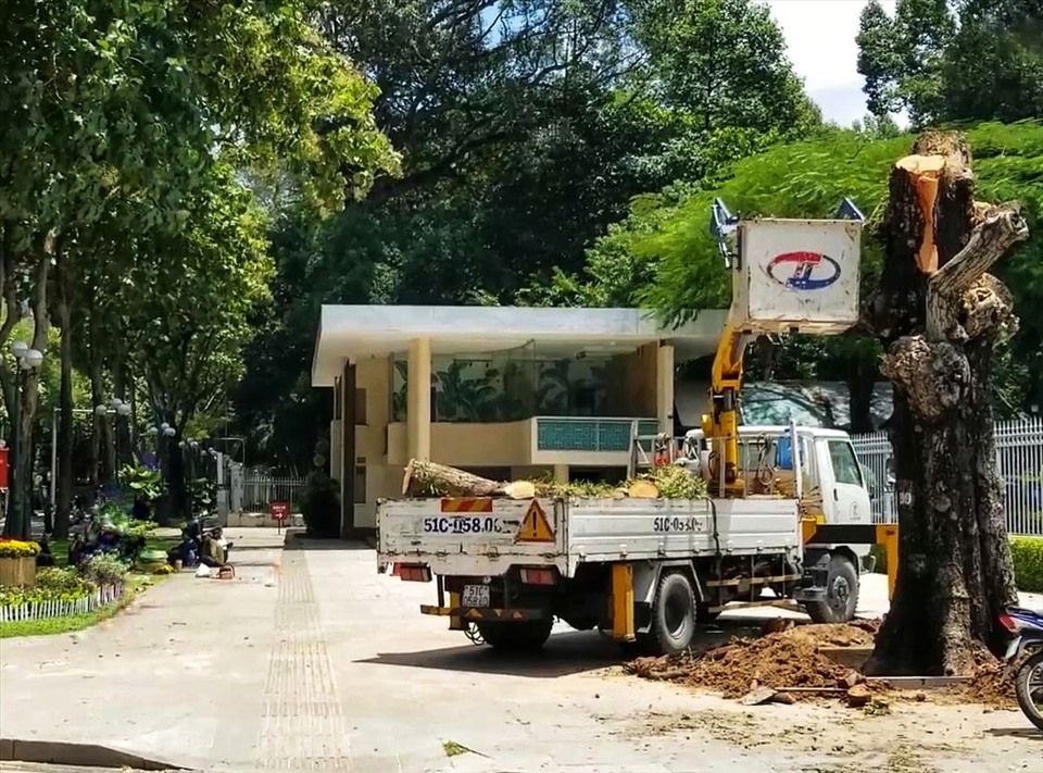 Cây xanh bị đốn hạ trước dinh Độc Lập khiến nhiều người tiếc nuối và bày tỏ sự thắc mắc. Ảnh: Anh Tú
