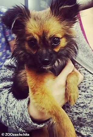 Nicole, con chó nhỏ bị ngược đãi trong thang máy. Ảnh: ZOOzashchita.