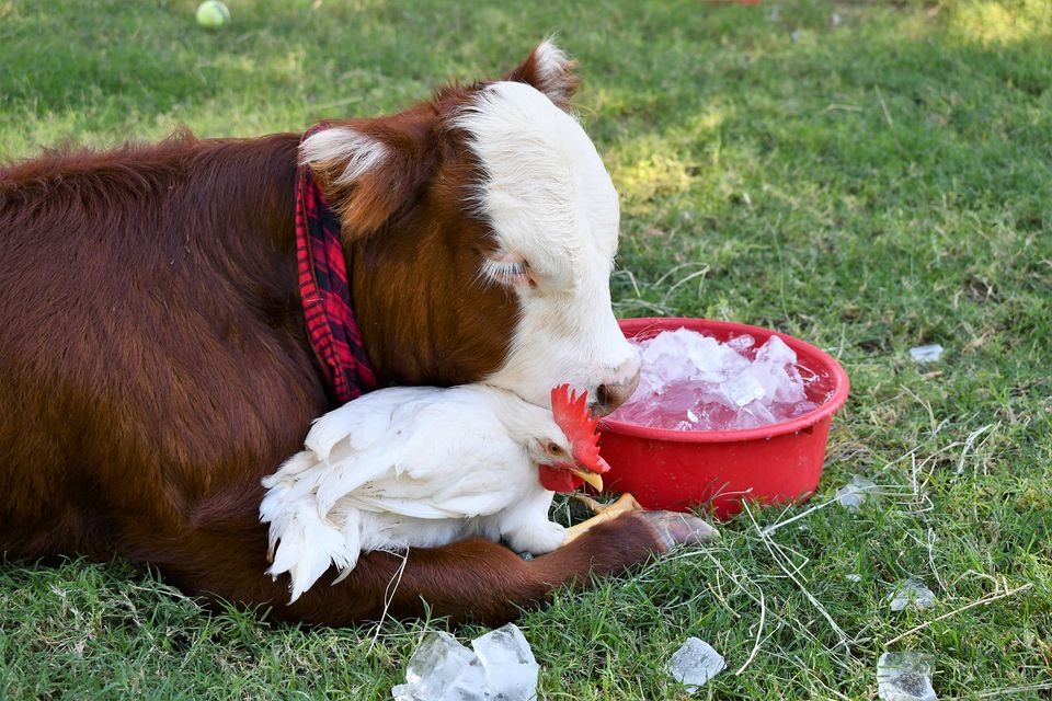 Hình ảnh thường ngày của đôi bạn thân thiết. Ảnh: Aimee's farm