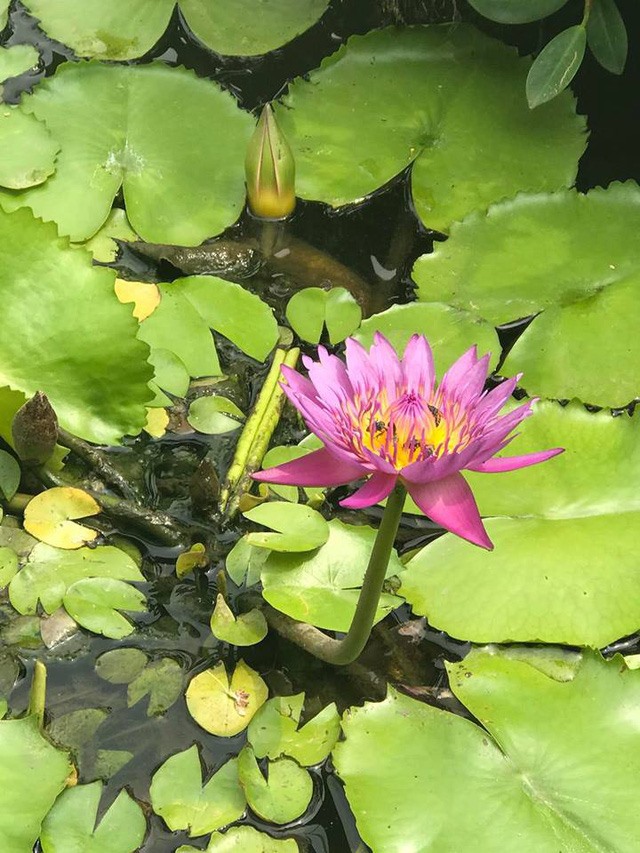 Dàn hoa. Ảnh: NSCC