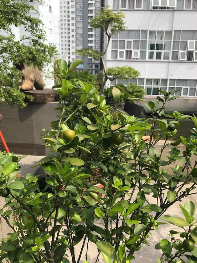 Vườn rau và cây ăn quả. Ảnh: NSCC