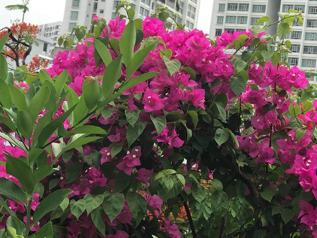 Dàn hoa. Ảnh: NSCC