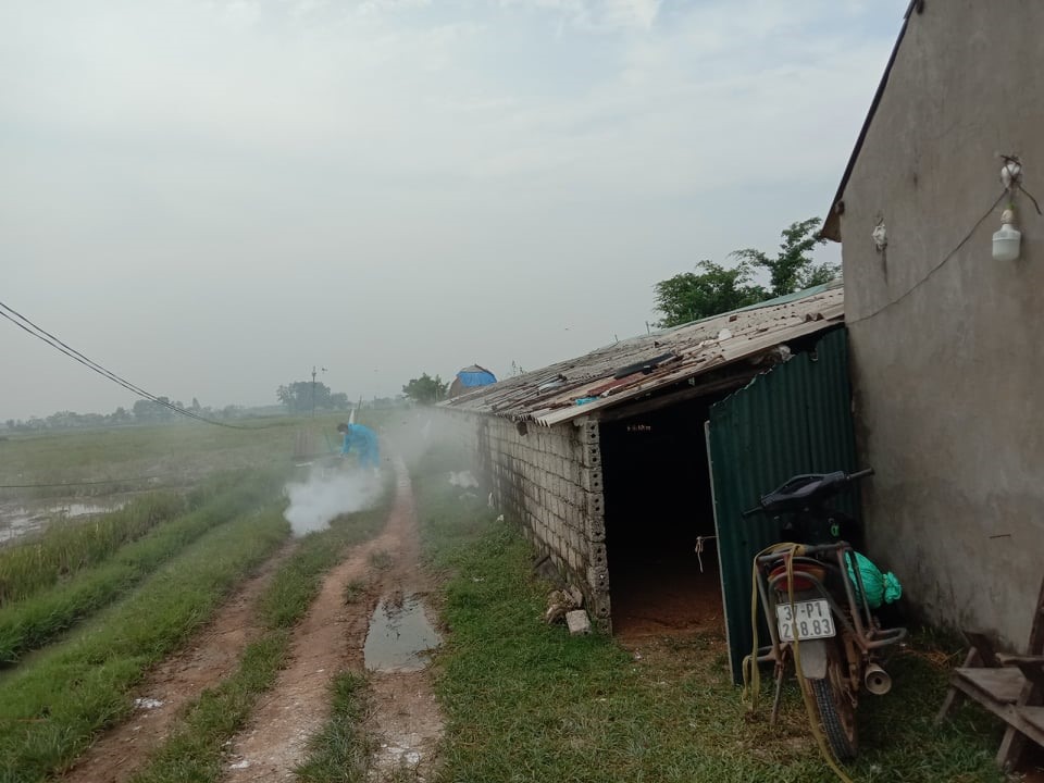 Chủ trang trại tiến hành rắc vôi bột khử trùng. Ảnh: nhân vật cung cấp