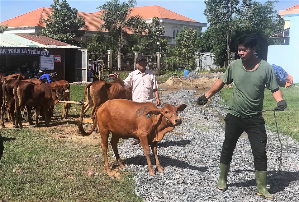 Người dân vùng biên giới Long An nhận bò do Nguyên Chủ tịch Nước trao tặng. Ảnh: P.V