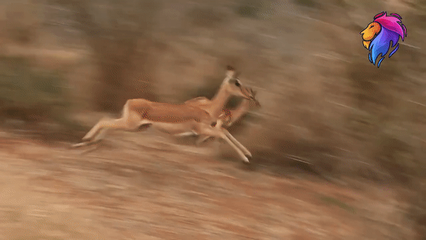 Con linh dương xấu số bị tóm gọn. Ảnh: Kruger Park