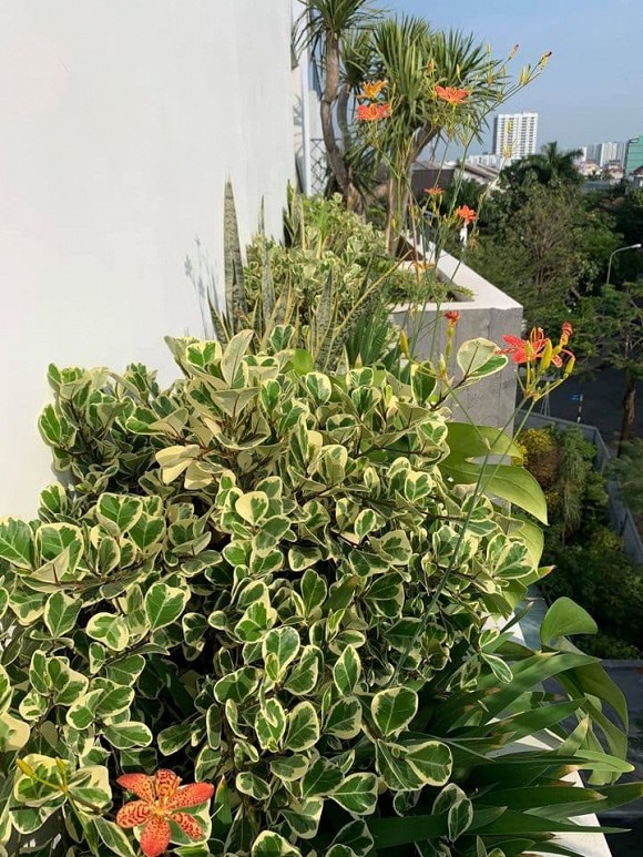 Cây xanh và hoa. Ảnh: NSCC