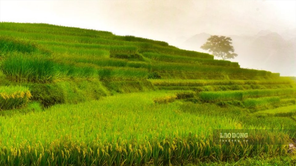 Ở huyện vùng cao Bá Thước, đâu đâu cũng bắt gặp cảnh các thửa ruộng ngả màu vàng, xếp chồng lên nhau giữa mây mù bao phủ.