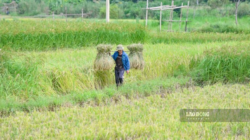 Người dân tại xã Thành Lâm (huyện Bá Thước) hối hả thu hoạch lúa trên những cánh đồng.
