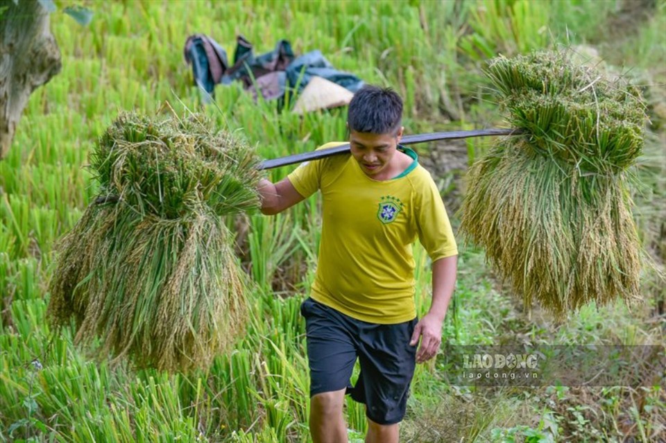 Người dân ở xã Thành Lâm (huyện Bá Thước) hối hả thu hoạch lúa tại các thửa ruộng.