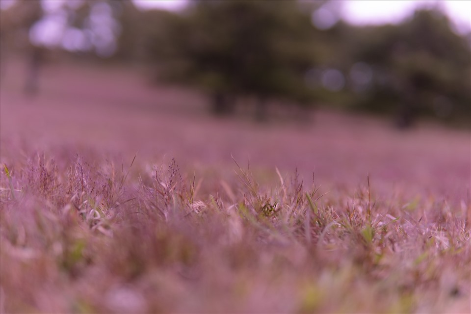 Vào những thời điểm thời tiết thuận lợi, những vạc cỏ dại lại cùng nhau khoe màu hồng tươi thắm. Chính những thảm màu hồng là một điểm độc đáo, thu hút rất nhiều du khách đến tham quan và chụp hình lưu niệm.